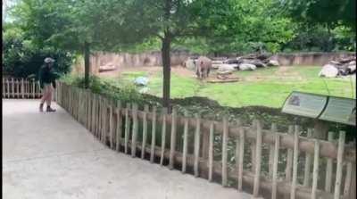 Rhino so happy to see his caretaker he gets the zoomies.