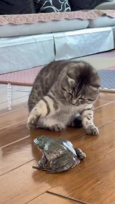 cat and frog