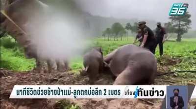 That doctors doing CPR on a full grown elephant