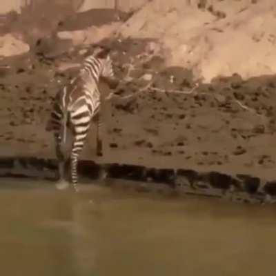 🔥 Zebra calmly avoids Croc attack