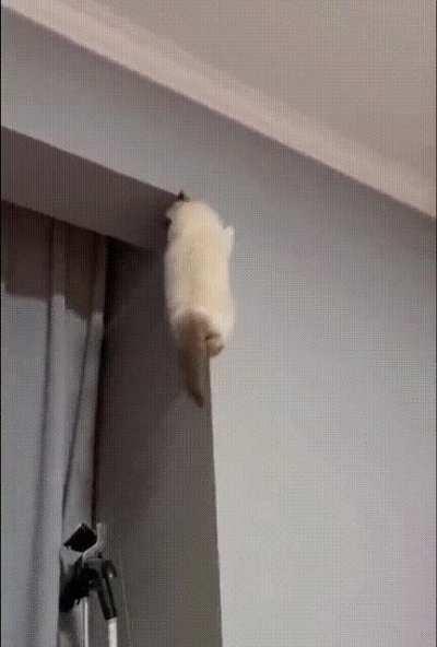 spider cat