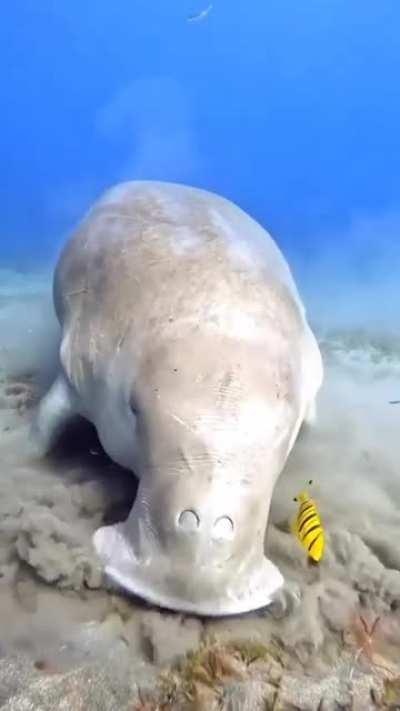 🔥 Sea Cow or Dugong