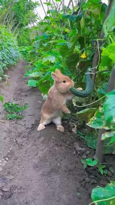 Zyada kuch nahi, just a little rabbit secretly eats cucumber in the vegetable garden