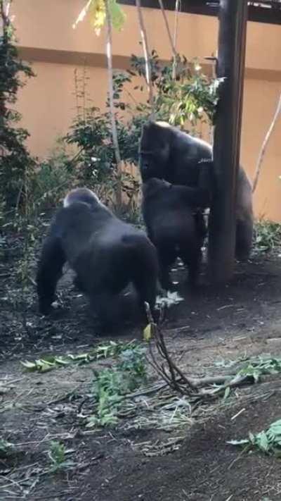 Gorilla trying to seduce her mate