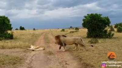 This is not how to wake up a lioness