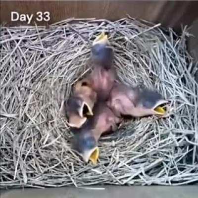 This videography took 47 days. What an outstanding compilation of the process of building the nest and bringing up the chicks !!!