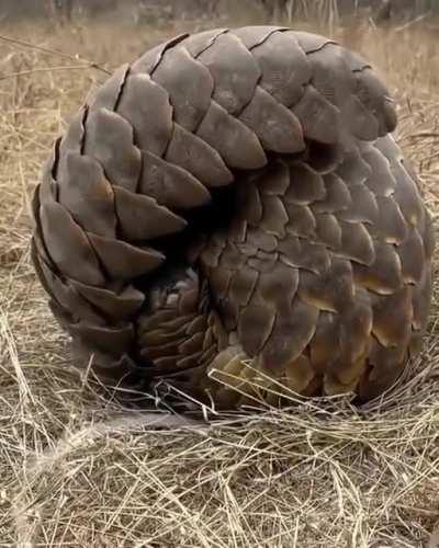 🔥 This close up of a pangolin.