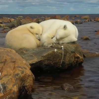 🔥Sleeping polar bear (Ursus maritimus)