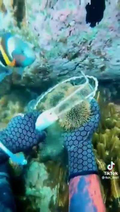 Skillfully removing invasive sea urchins