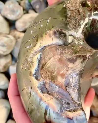 The Iron Pyrite Nautilus. This is from the Jurassic period, and is 185 million years old!