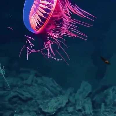 This spectacular rarely seen jellyfish was spotted 4,000 feet below the sea off the coast of Baja California, Mexico.