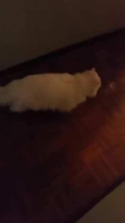 Deaf cat accidentally gets scared