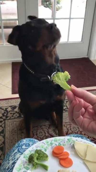 This rottweiler wants cheese but passes on the vegetables