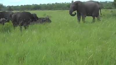 Elephant tries to kick a Cape Buffalo