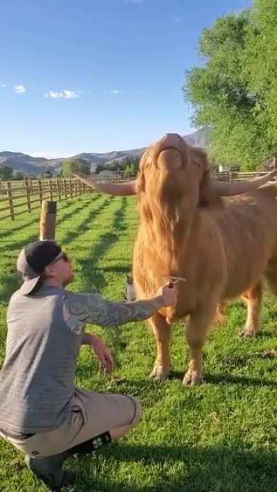 Cow loves being brushed