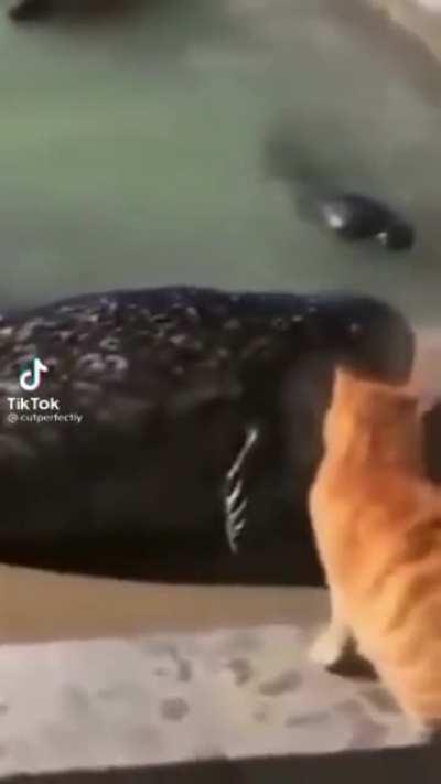 🔥 cat slaps seal