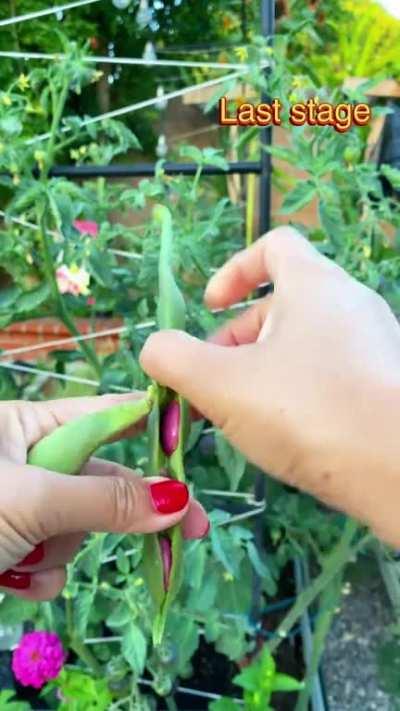 Scarlet runner beans