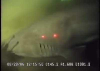 Massive 6-gill shark at 3,300 feet depth.