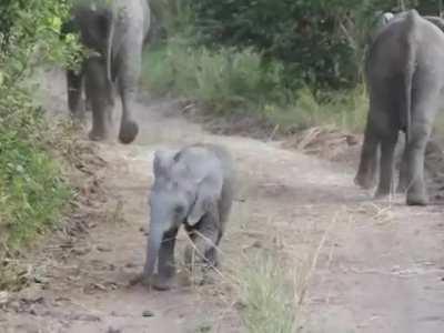 Elephant calf being super intimidating