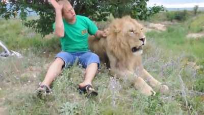 This is how lions are petted in Russia