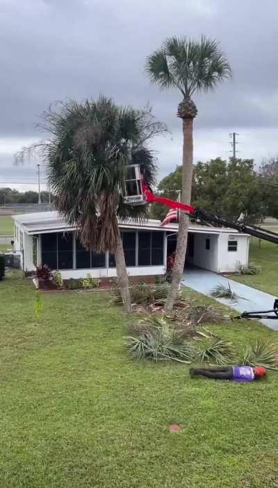 clipping the palm trees