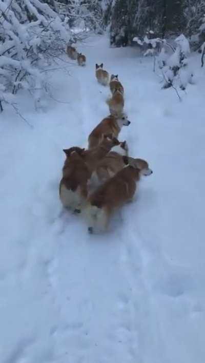 Corgis together strong