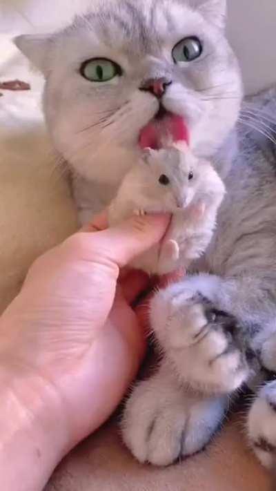 Tom and Jerry irl