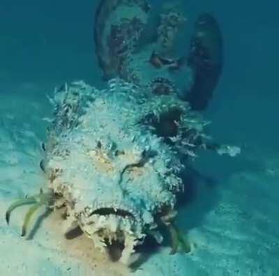 🔥 Devil scorpionfish on the seabed