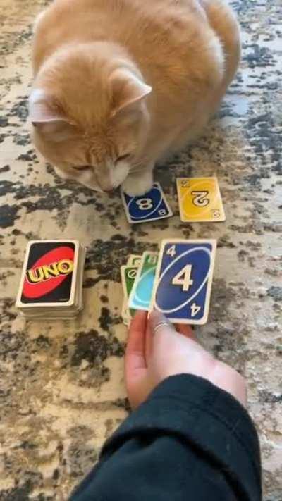 Playing Uno with the cat