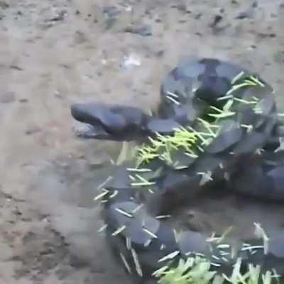 🔥 Snake tried to eat a Porcupine