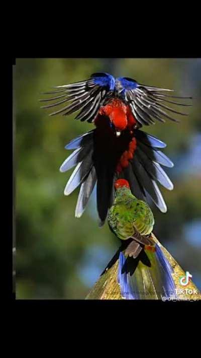 Birds and wonderful beauty in their colors...!!!