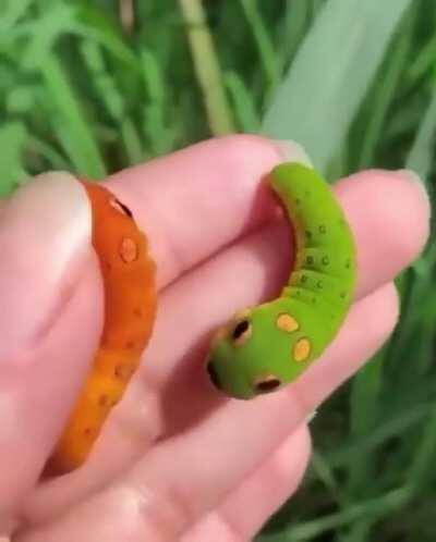 Their official name is swallowtail caterpillar, but I know a Pokémon when I see one! 🐛