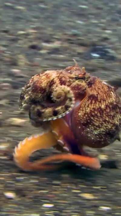 🔥 Running Octopus 🔥