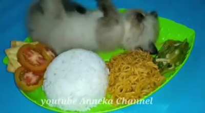 Nazi Kucing 😋