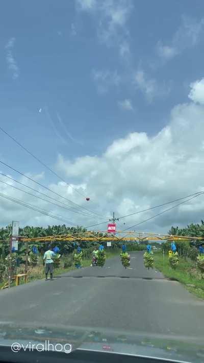 Bananas crossing the road in Costa Rica