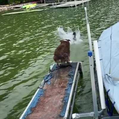 A water dog and a herding dog run into a lake...