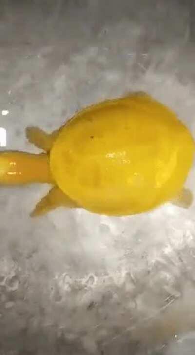 Extremely rare yellow turtle spotted in India