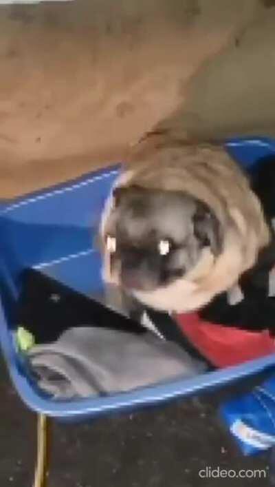 Heck it, Pug Vibing to SSB Gogeta Theme