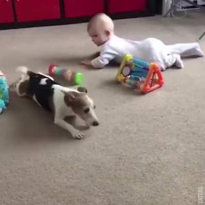 Dog teaches baby how to crawl