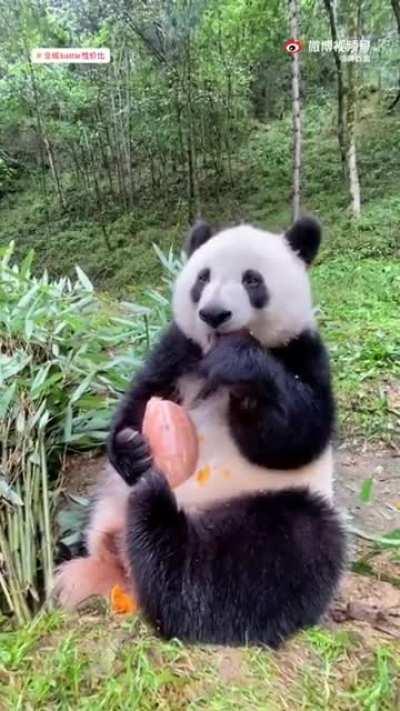 Panda eating a pumpkin!