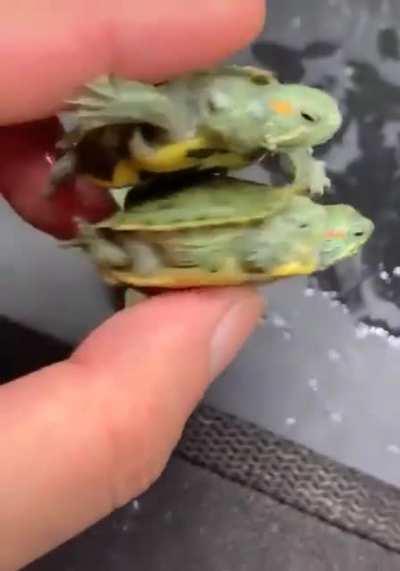 Two headed turtles