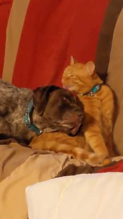 When he stops grooming her, she bumps him with her nose, asking him to continue. 😍