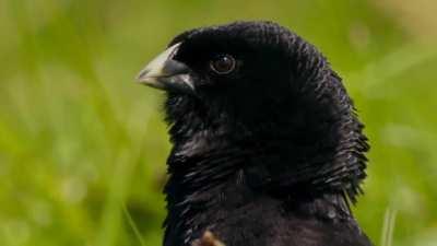 Jackson's widowbird (courtship behaviour) - Narrated by Sir David Frederick Attenborough