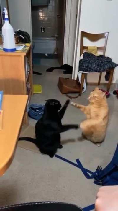 Cat fight