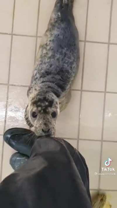 Seal pupper demands your attention