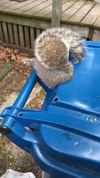 Found this squirrel butt stuck in a recycling bin today