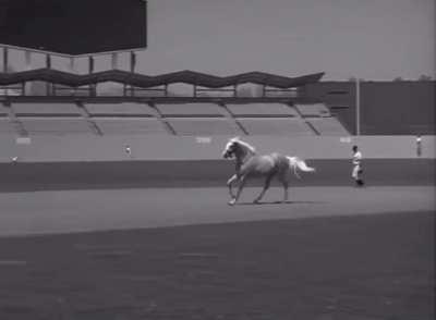 A horse hits an inside-the-park home run off of Sandy Koufax