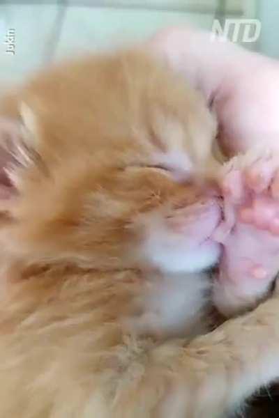 Thumb sucking kitten