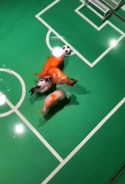 Goldfish playing soccer