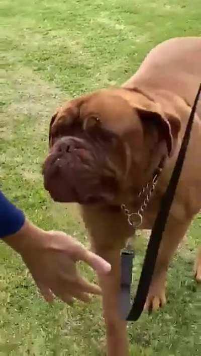 argentina's fans found a dog that looks like messi's dog and start chanting &quot;it's messi's dog's&quot;